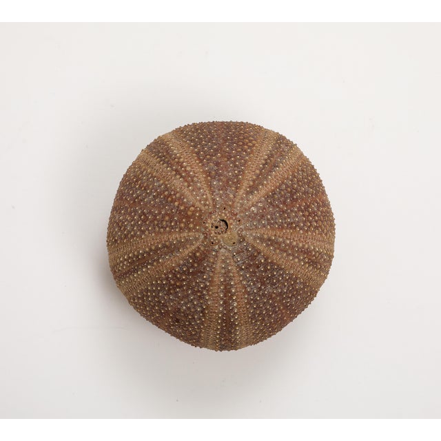 Sea urchin percussive shaker by Ben Rickert composed of a sea urchin test with beads at interior. Signed on base.