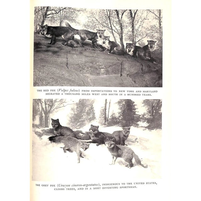 "Hounds and Hunting: Through the Ages" 1933 Thomas, Joseph B. [m.f.h.] For Sale - Image 15 of 16
