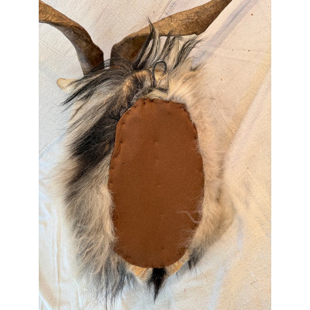 Black Catalina Goat Taxidermy Shoulder Mount For Sale - Image 9 of 9