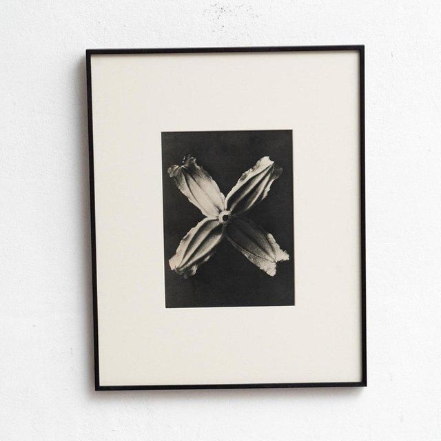 Karl Blossfeldt, Natural Grace, 1942, Photogravure, Framed For Sale - Image 8 of 13