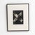 Karl Blossfeldt, Natural Grace, 1942, Photogravure, Framed For Sale - Image 8 of 13