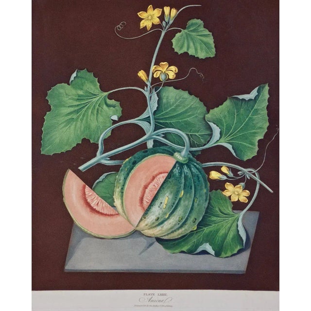 A colored aquatint and stipple engraving finished by hand entitled "Amicua Melon", drawn and engraved by George Brookshaw...