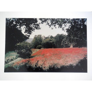 Joel Meyerowitz, Tuscany, Field of Poppies, 1996 Large Vintage Color Photograph C Print Signed, 1996 For Sale