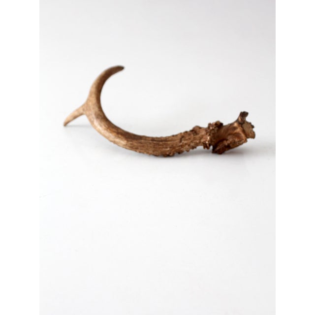 Vintage Natural Deer Antler For Sale - Image 9 of 13