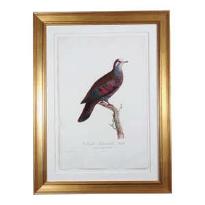 Madame Pauline Knip Engravings of a Pigeon, Plate 8