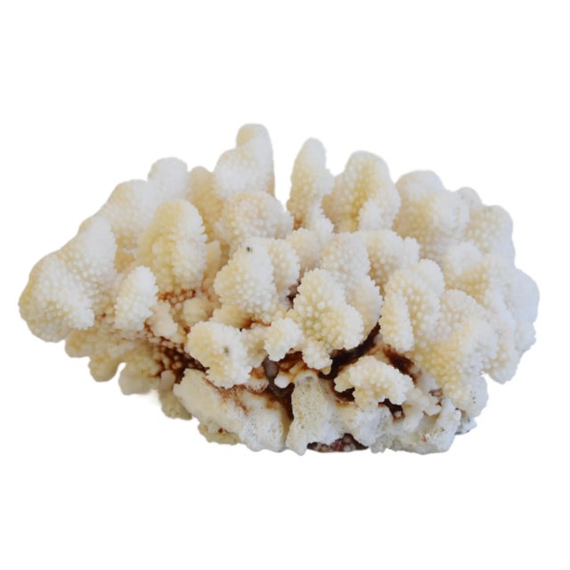 Shell Large Creamy White Nautical Natural Coastal Ocean Coral Specimen For Sale - Image 7 of 7