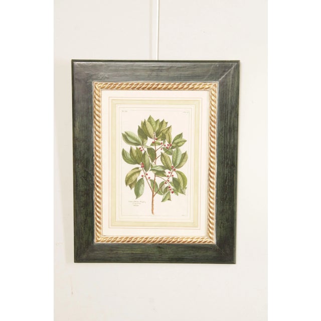 High Quality Vintage Colored Engraving of Foliate Tree Branch with Red Berrys, Noted in Plate 'Folium Politorium, Rumph...