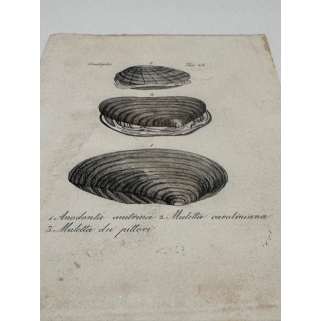 Black Antique Italian Natural History Prints Conchiglie & Crostacei - Set of 3 For Sale - Image 8 of 9