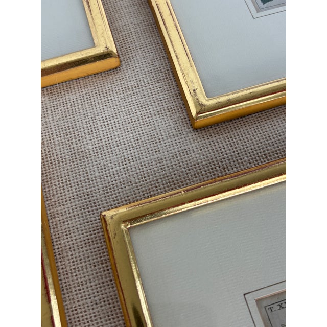 Antique German Hand Colored Botanical (Fruit) Engravings in Gilt Frames, Set of 4 For Sale - Image 11 of 12