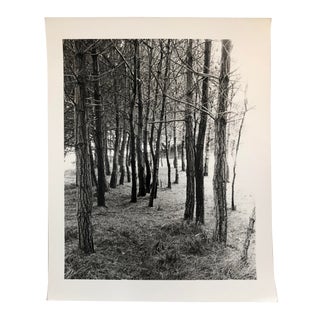 Forest Black and White Photo by Garo 70s For Sale