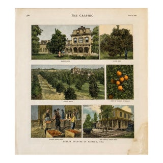 1886 Orange Culture in Florida Print | Original Hand-Colored the Graphic Antique Engraving For Sale