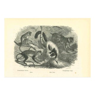 Paul Gervais, The Monkeys, 1854, Lithograph For Sale
