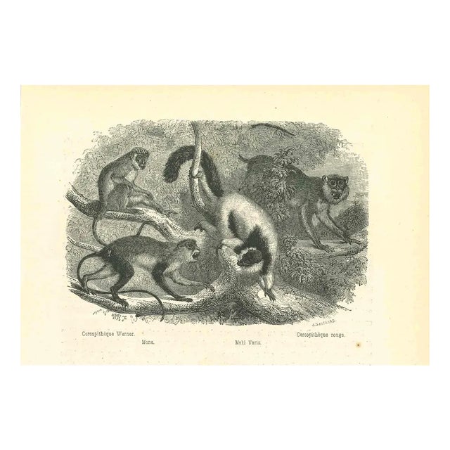 Paul Gervais, The Monkeys, 1854, Lithograph For Sale