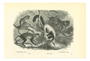 Paul Gervais, The Monkeys, 1854, Lithograph