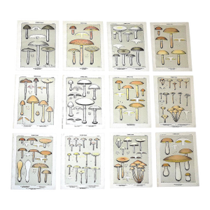Authentic Antique (1900) American Mushroom Lithographs - Set of 12