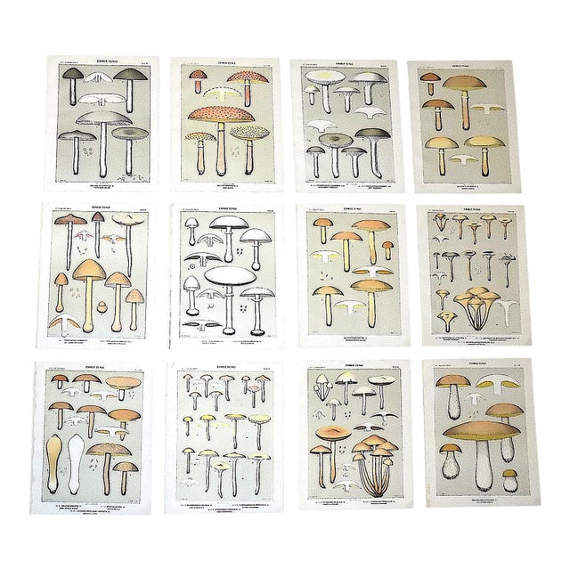 Authentic Antique American Mushroom Color Lithographs - Set of 12 For Sale