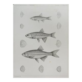 Mid 19th Century Us Pacifc Railroad Fish Lithograph Book Plate For Sale