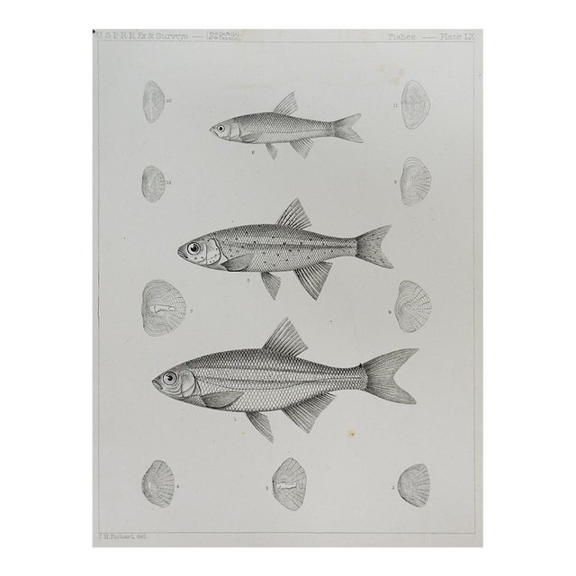 Mid 19th Century Us Pacifc Railroad Fish Lithograph Book Plate For Sale