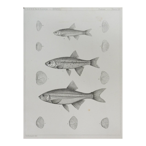 Mid 19th Century Us Pacifc Railroad Fish Lithograph Book Plate