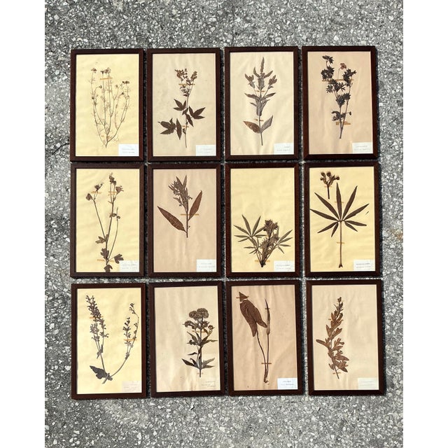 Early 20th Century Vintage Boho Herbarium Botanical Specimens - Set of 12 For Sale - Image 5 of 12