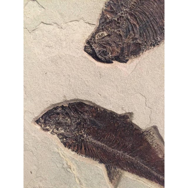 15th Century & Earlier Eocene Era Fossil of a Group of Fish from the Green River Formation, Wyoming For Sale - Image 5 of 8
