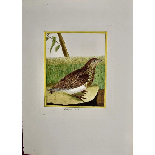 This is a hand-colored engraving of a Falkland Island Quail ("Caille des Isles Malouines") by Francois Nicolas Martinet,...