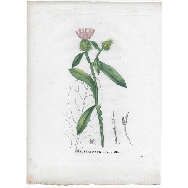 Traditional Pair of 1828 Botanical Engravings by Jean Henri Jaume Saint-Hilaire For Sale - Image 3 of 3