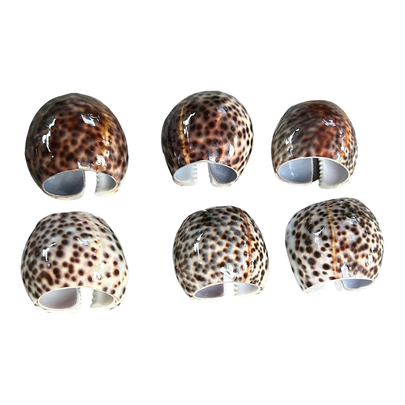 Natural Tiger Cowrie Shell Napkin Rings- Set of 6 | Chairish