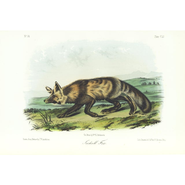 1854 Audubon Quadruped Octavo Lithograph "Plate 151 Jackall Fox" For Sale