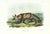 1854 Audubon Quadruped Octavo Lithograph "Plate 151 Jackall Fox" For Sale