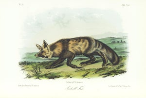 1854 Audubon Quadruped Octavo Lithograph "Plate 151 Jackall Fox"