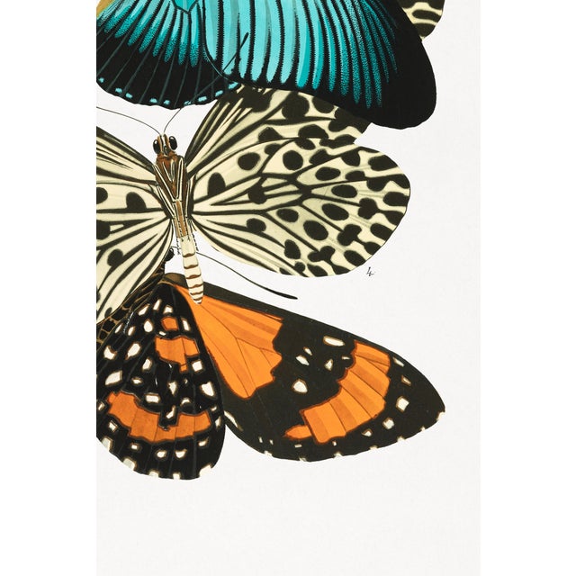 Not Yet Made - Made To Order Butterflies (E. A. Séguy), Vintage Art Print Reproduction, 18" × 24" For Sale - Image 5 of 6