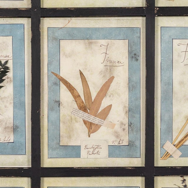 20th Century Italian Large Oak Frame with Pressed Flowers and Herbs, 1950s For Sale - Image 9 of 15