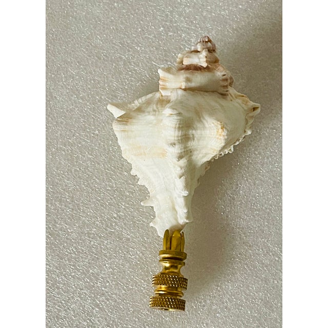 Beautiful Florida sea shell Finisl.