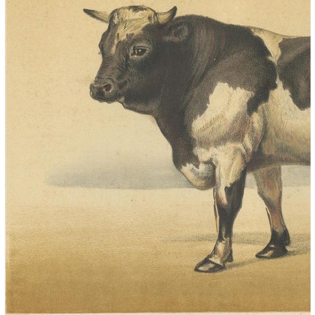 19th Century Olivier De Penne, Dutch Bull, Black and White Cattle, 1863, Chromolithograph For Sale - Image 5 of 9