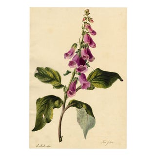 E.B.R., Foxglove (Digitalis) Flower, Watercolour For Sale