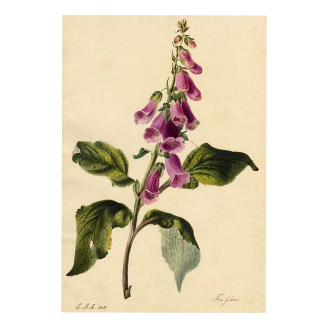 E.B.R., Foxglove (Digitalis) Flower, Watercolour For Sale