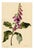 E.B.R., Foxglove (Digitalis) Flower, Watercolour For Sale