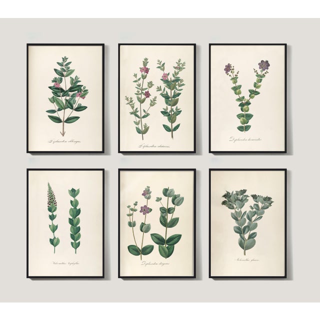 This set of 6 antique botanicals in a slender 11" x 17" size has minty greens and adorable pink and purple flowers....