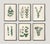 This set of 6 antique botanicals in a slender 11" x 17" size has minty greens and adorable pink and purple flowers....