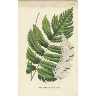 Carolo Ludovico Blume, Ferns of Java Polypodium, 1829, Handcolored Lithograph For Sale