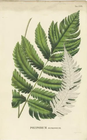 Carolo Ludovico Blume, Ferns of Java Polypodium, 1829, Handcolored Lithograph