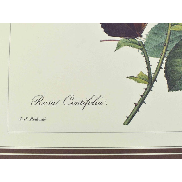 Mid 20th Century p.j. Redoute Botanical Art Prints - Set of 4 For Sale - Image 12 of 16