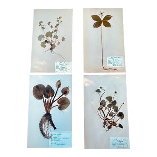 4 Authentic Antique Swedish Pressed Botanicals 1900s Beautifully Composed Herbarium Specimens Vintage Pressed Flowers For Sale