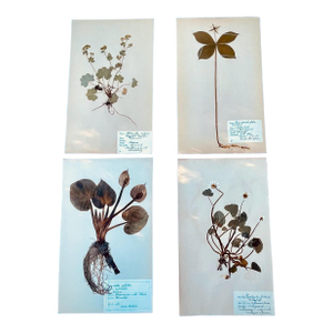 4 Authentic Antique Swedish Pressed Botanicals 1900s Beautifully Composed Herbarium Specimens Vintage Pressed Flowers