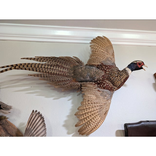 Cabin Pheasant Taxidermy For Sale - Image 3 of 4