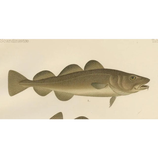 Late 19th Century Aeg, Scandinavian Fish, 1895, Lithograph For Sale - Image 5 of 10
