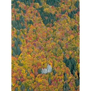 "Bavarian_Forest_02" Contemporary Limited Edition Fine Art Photograph by Bernhard Lang For Sale
