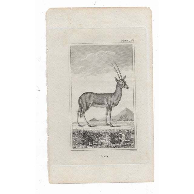 Antique engraving of "Pasan" by Georges-Louis Leclerc, Comte de Buffon (1707-1788) from an English printing of "Histoire...