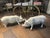 Painted White Cast Iron Pigs, Set of 2 For Sale - Image 13 of 15